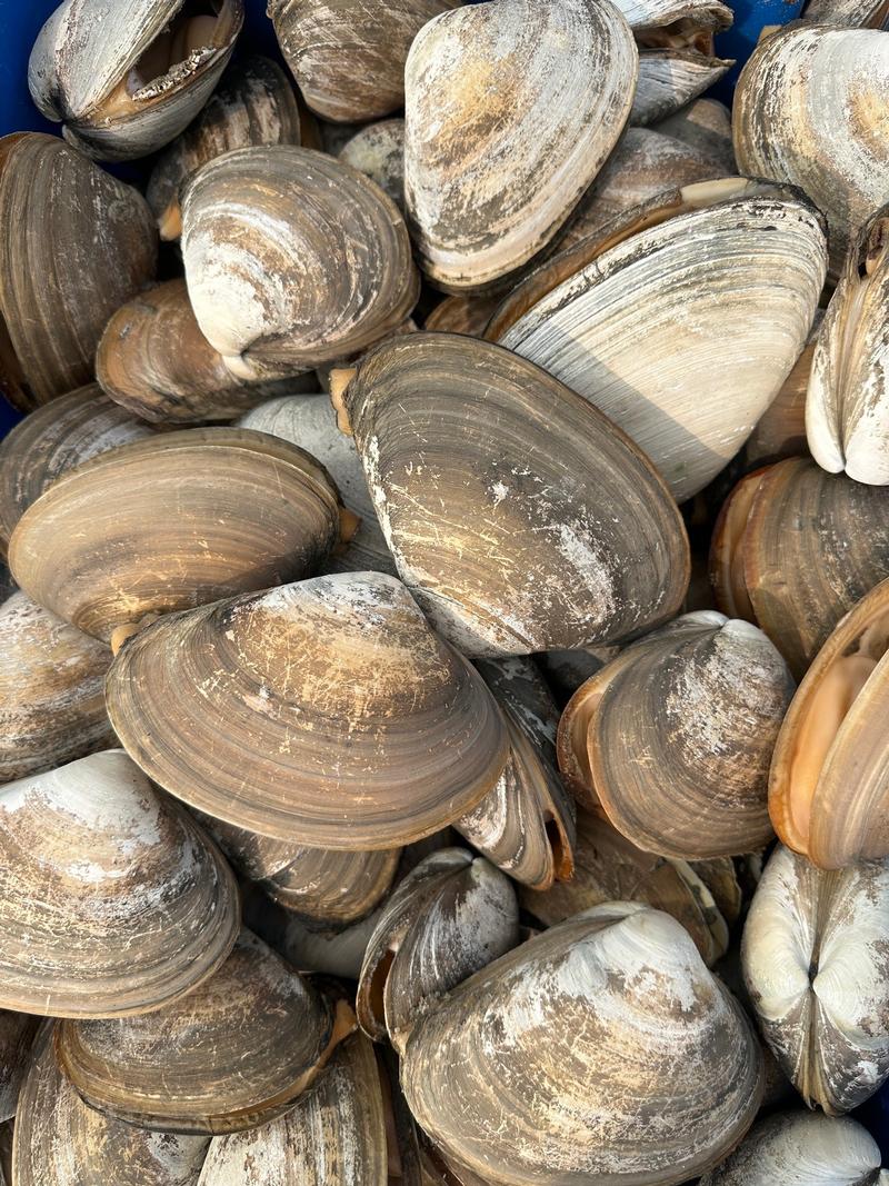 Frozen Seafood - Surf Clams